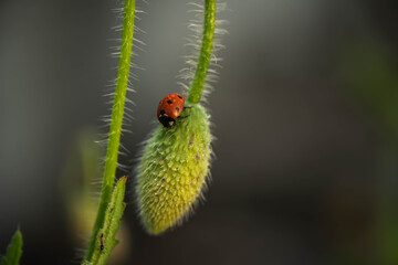 ladybug on a red poppy bud, incredible wildlife