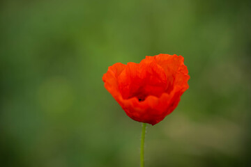 Obraz premium beautiful textured red poppy, blurred background, incredible wildlife