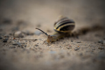 little snail slowly travels the land, incredible wildlife