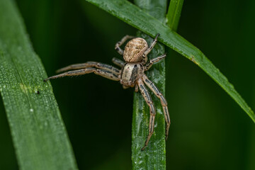 spider on a green grass, incredible wildlife