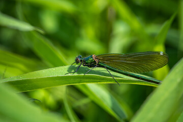 colorful dragonfly on a plant on a summer, incredible wildlife