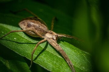 brown spider on a leaf awaiting a victim, incredible wildlife