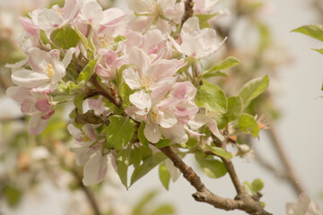 Apfelblüte