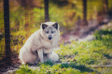 Arctic fox resting in the reserve in early summer