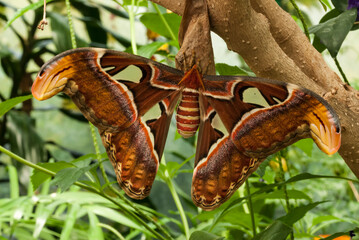Goliath moth