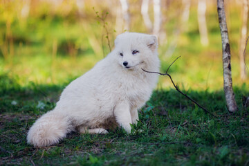 Fototapeta na wymiar Arctic fox gnaws a stick in early summer