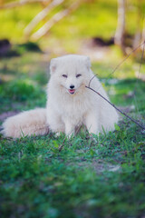 Arctic fox gnaws a stick in early summer