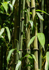 Fototapeta na wymiar Close-up of Chimonobambusa quadrangularis bamboo row in Arboretum Park Southern Cultures in Sirius (Adler) Sochi. Selective focus of Square-stemmed bamboo culms. Lovely theme for any design.
