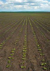 Close up of Sugar beet sprouts on field