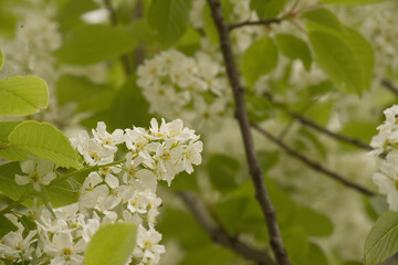 weiße blüte