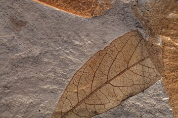 Fossil leaves on a limestone of Tertiary age