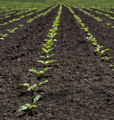 young shoots of sugar beet