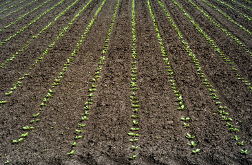 Fototapeta na wymiar rows of sprouts of sugar beet leaves in the field