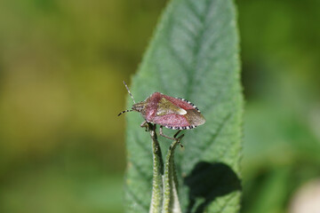 Sloe bug (Dolycoris baccarum), family Pentatomidae on leaves of a summer lilac (Buddleja davidii). Dutch garden, spring, June, Netherlands  