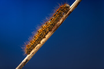 caterpillar on a branch