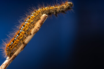 caterpillar on a branch