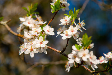 White flowering fruit trees in sunny spring