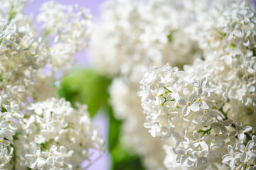 White lilac flowers on spring blossom purple background