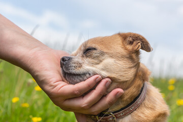 A chihuahua mongrel enjoys getting stroked