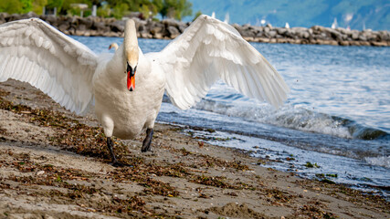 One mute swan spreading wings on the beach. Cygnus olor runs in attack position.