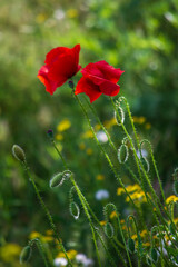 Obraz premium Red blooming poppies. Wildflowers. Close-up.