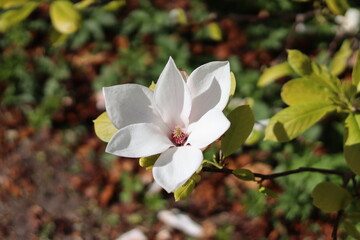 white magnolia flower