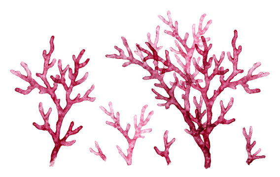 Watercolor red coral set. Transparent sea plant collection isolated on white. Realistic scientific illustrations. Hand painted underwater design 