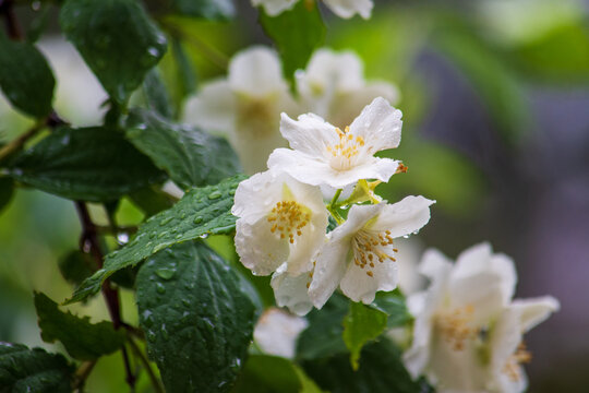 Beautiful photos of blooming jasmine in raindrops. Close-up.