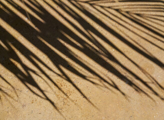palm leaf shadow on warm natural stone