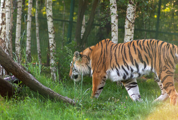 Amur tiger in the zoo's aviary.