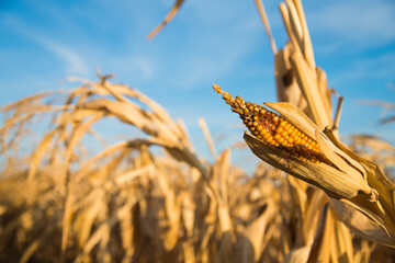Corn in the field
