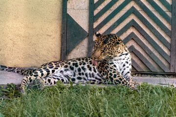 leopard washing in zoo aviary