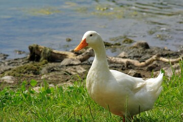 Kansas White domestic duck at a lake in Sterling Kansas USA with water and green grass on a colorful day.