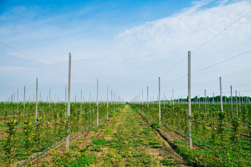 Obraz premium Young apple trees in the garden