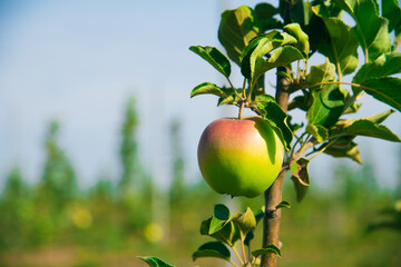 A ripe apple on a branch