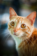 Uma gatinha linda que esta sentada em cima de um muro olhando para o desconhecido e sento fotografada.