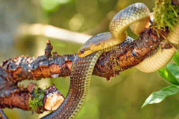 Zamenis longissimus - hidden snake between the branches