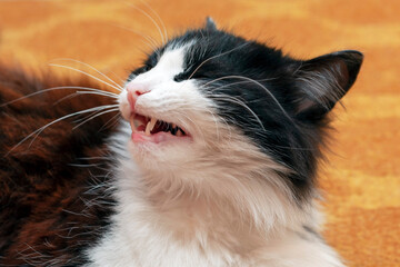 Fototapeta premium Sneezing cat close-up. A cat's head with an open mouth and visible teeth. illustration of infection in cats, signs of pet disease, or allergies.