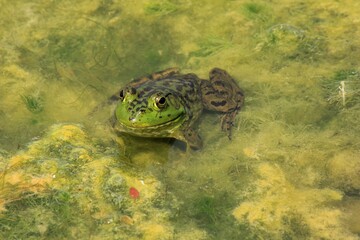 Green Bull frog shot closeup with green moss and water  in a lake in Kansas.