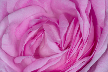 close up of beautiful pink peony flower © romantiche