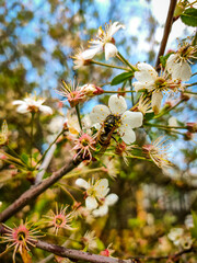 bee on a flower