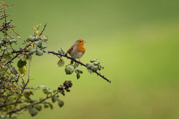 Robin perched in rain