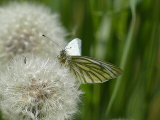 The large white butterfly (Pieris brassicae) - close up of cabbage butterfly