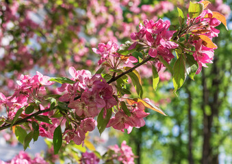 Blooming branch of an apple tree with loose bright pink flowers on a blurred background
