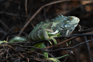 The green iguana (Iguana iguana)