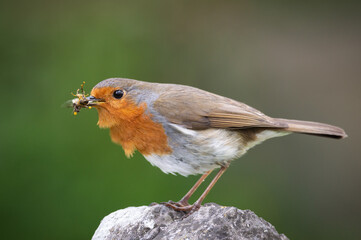 Robin stretched out on a gravestone with food in its beak