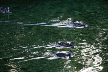 Obraz premium Mallard duck swimming in a river on a sunny day. Selective focus.