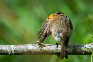 Robin on a branch cleaning under its wing