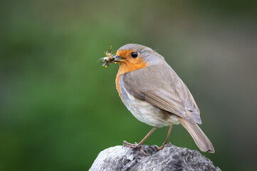Robin on a gravestone with food in its beak