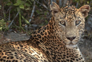Naklejka na ściany i meble Close-up of a leopard; close up of leopard; Big male leopard stare; Sunshine on leopard face; sun on leopard; leopard in the sun; leopard in sunlight